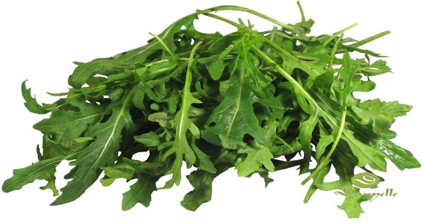 Rucola