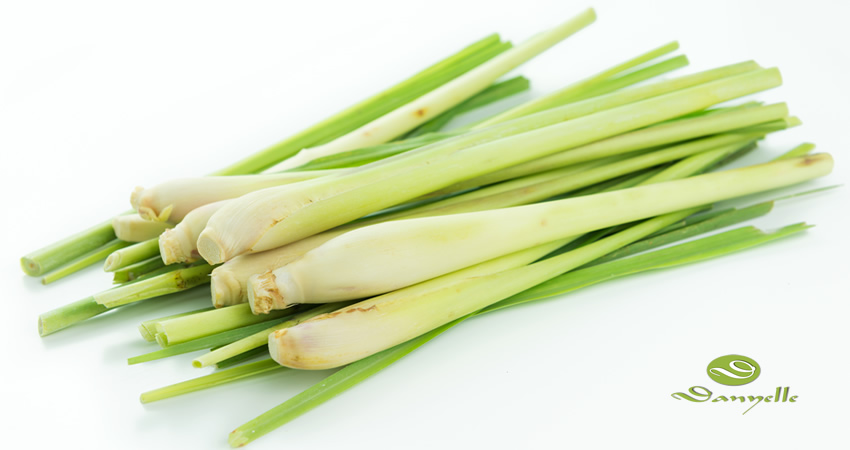 Lemongrass